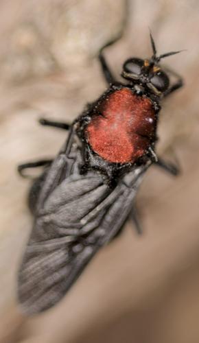 Clitellaria ephippium